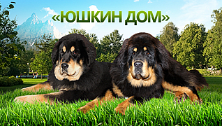 Питомник "Юшкин дом"